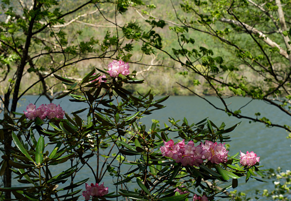 奥日光の例年の花暦