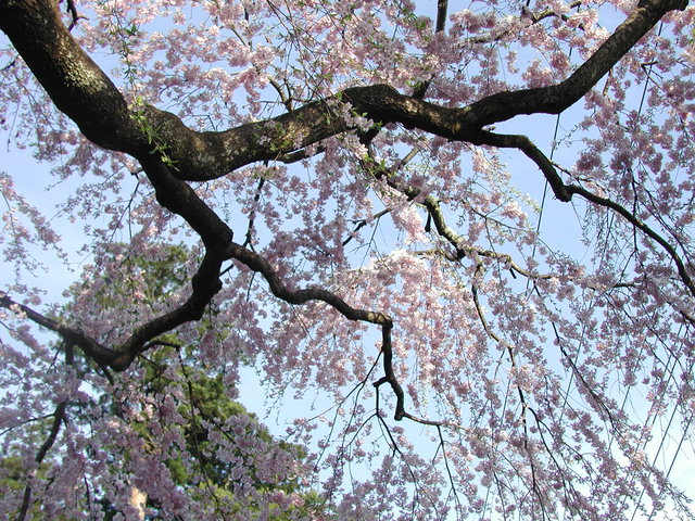 2024年　日光桜回遊のお知らせ