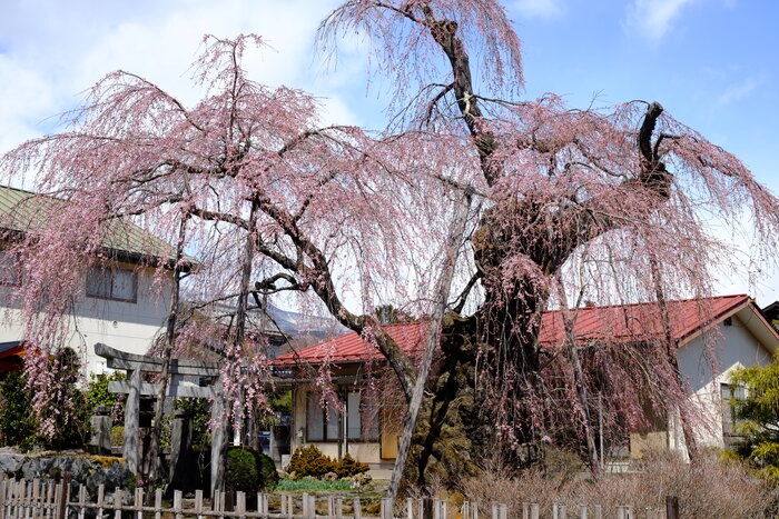 日光桜回遊のお知らせ